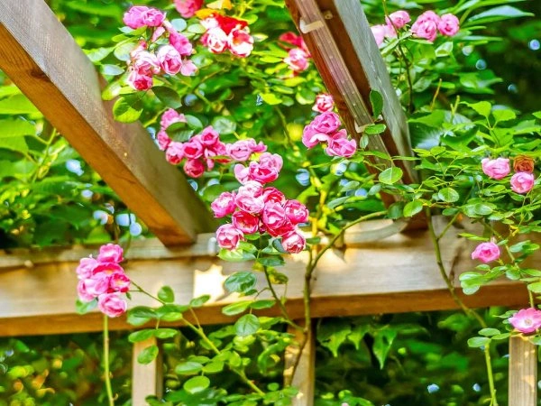 plante pergola rose